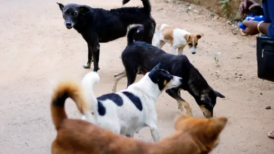 Serangan Anjing Tewaskan Pengelola Tempat Penitipan di Hong Kong