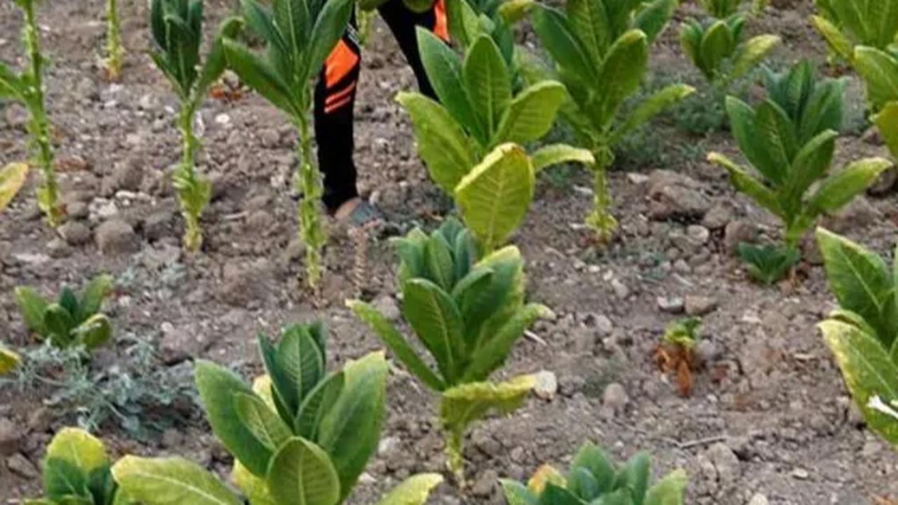 Bisakah Aturan Produk Tembakau Dipisahkan dari RPP Kesehatan? Begini Penjelasan Anggota DPR