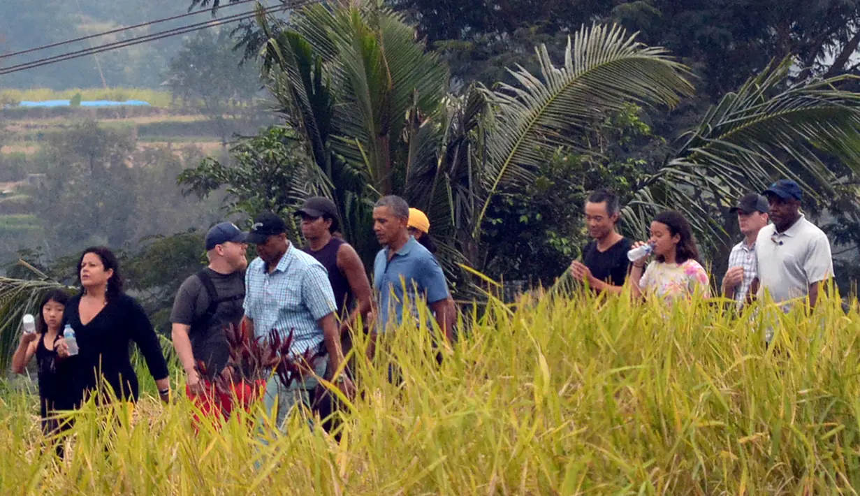 Mantan Presiden AS Barack Obama dan rombongan beristirahat setelah berjalan-jalan melewati lapangan mengunjungi lokasi wisata Jatiluwih di Tabanan, Bali Minggu (25/06). Obama berjalan mengenakan kaos polo biru (AFP/STR)