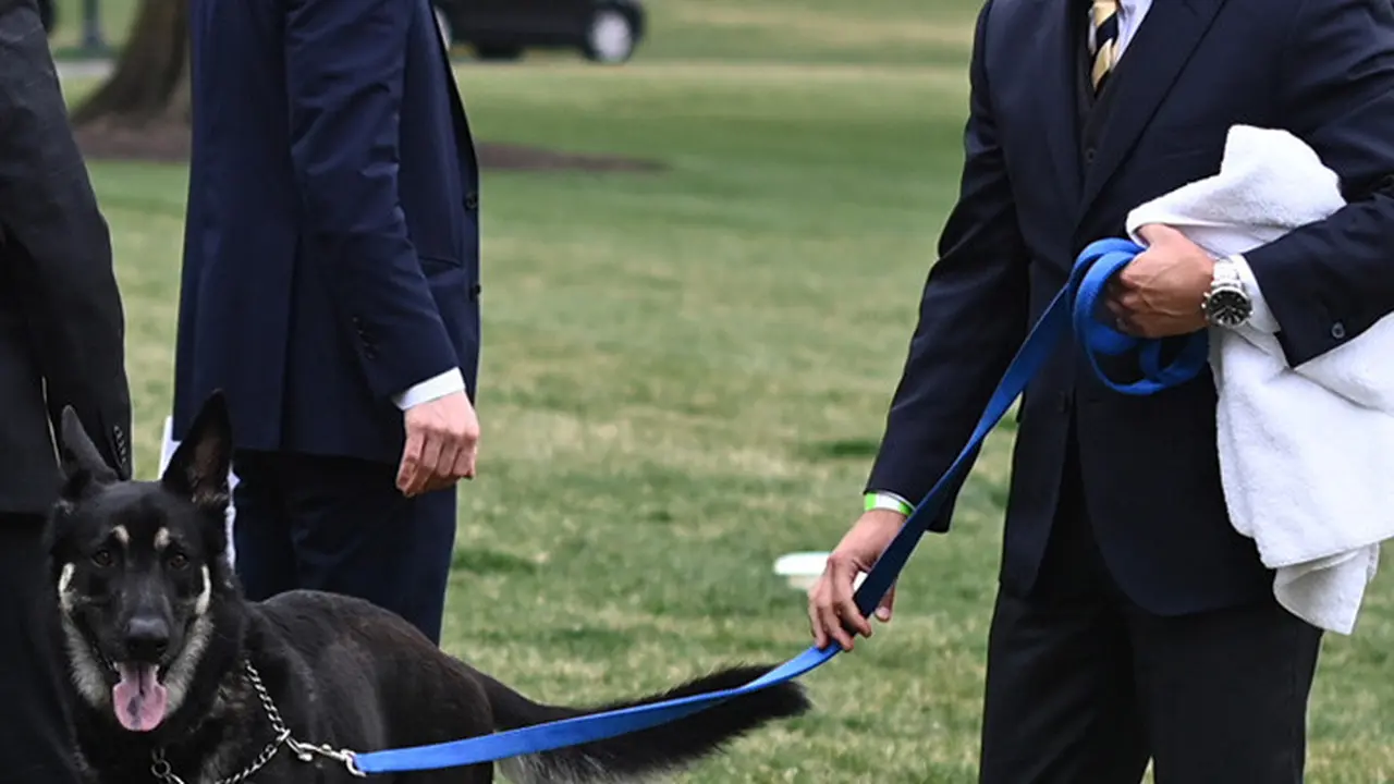 Major, Anjing Milik Joe Biden