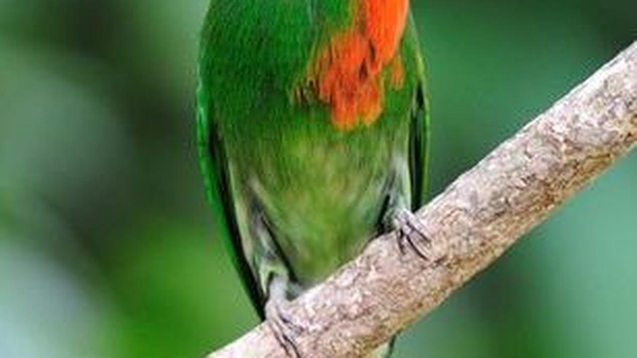 14. Burung Pemakan Lebah Berjanggut Merah