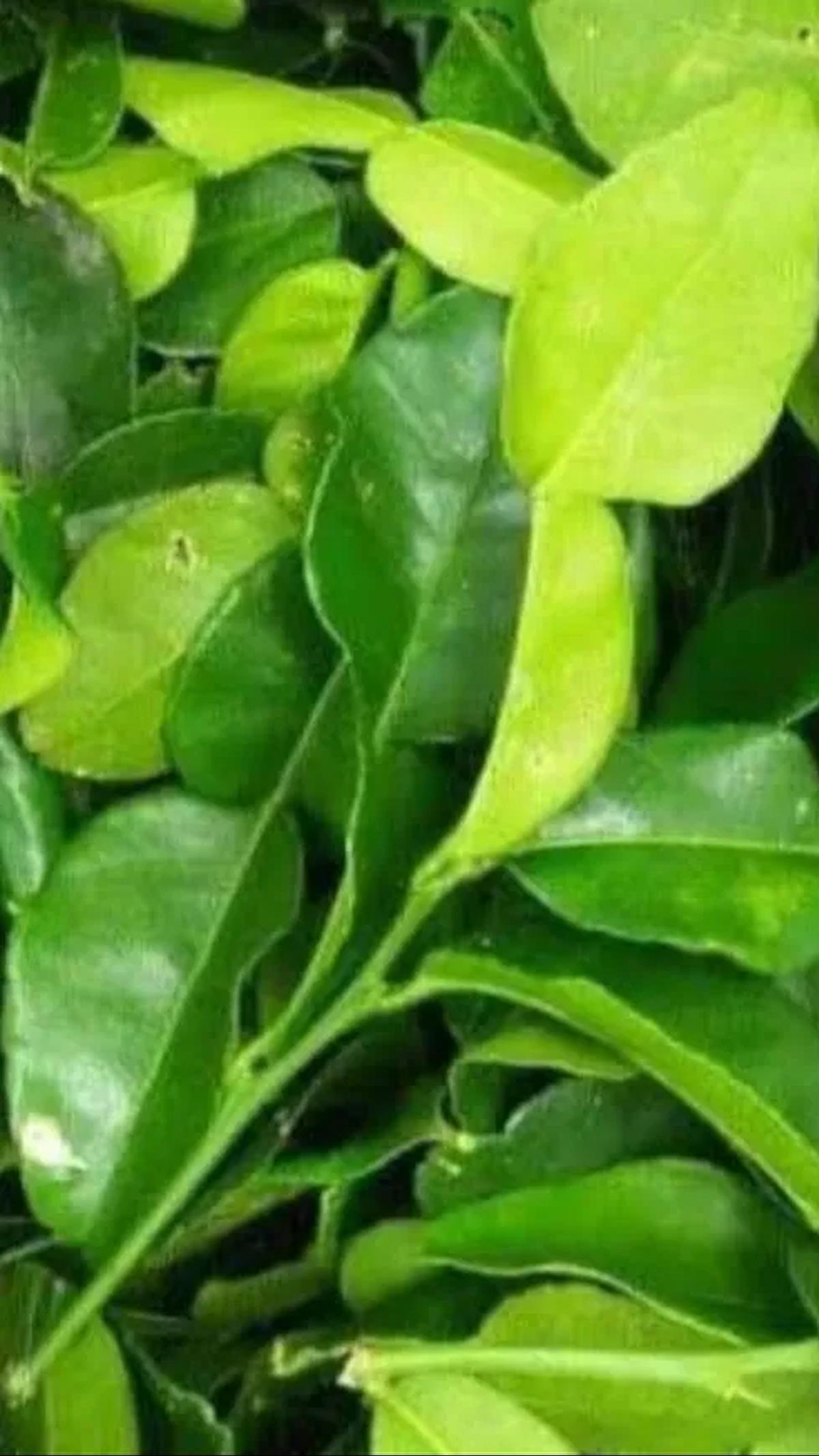 Jeruk purut bukan hanya memberikan kelezatan pada masakan tetapi juga menyimpan sejuta manfaat untuk kesehatan tubuh.&nbsp;