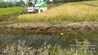 Petani di Desa Tahai Baru mulai panen raya padi.