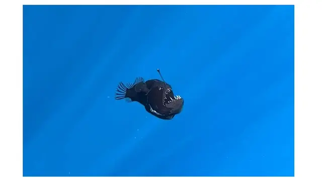 Momen Langka Ikan Black Sea Devil Muncul di Perairan Dangkal, Pertanda Apa?