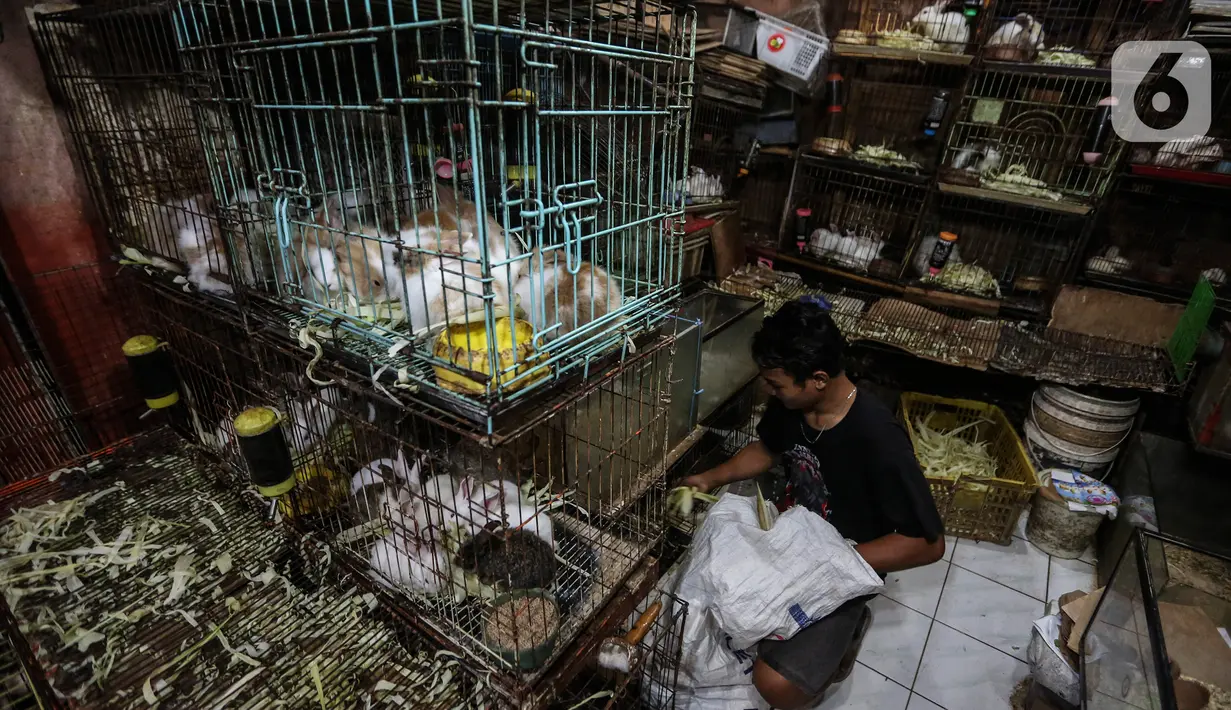 Pedagang memberikan makan hewan dagangannya di Pasar Hewan Barito, Jakarta Selatan, Senin (8/3/2021). Pedagang di pasar yang menjual aneka hewan peliharaan itu mengalami penurunan omset selama pandemi, meski demikian mereka mengaku tetap bersyukur masih diizinkan berjualan. (Liputan6.com/JohanTallo)