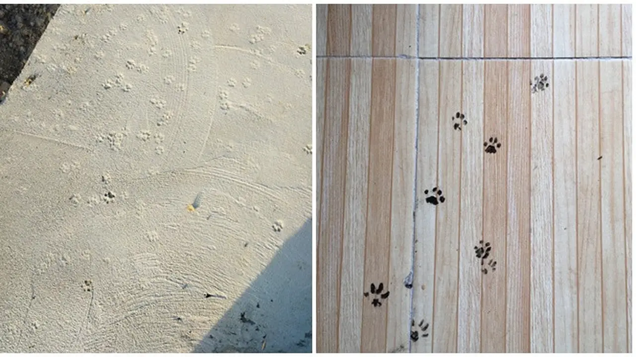 Banyak Tingkah, 6 Potret Jejak Kaki Kucing di Lantai hingga Cor Kering Ini Lucu
