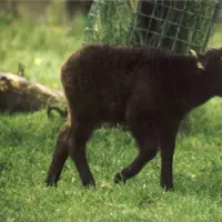 Inilah potret menggemaskan anoa, penghuni baru Taman Safari Cisarua, Kabupaten Bogor.