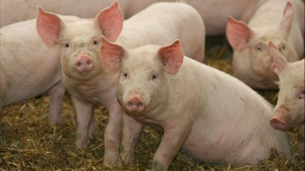 7. Babi