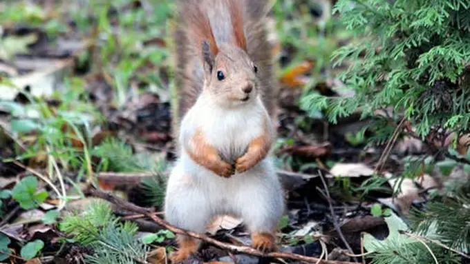 4 Hewan Terpintar di Dunia yang Telah Diakui Peneliti