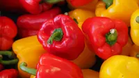Cara Menanam Paprika untuk Solusi Berkebun Praktis di Rumah