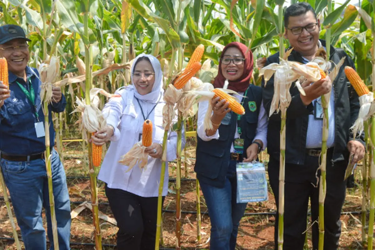 Selain Padi, Kabupaten Subang Juga Dilirik Untuk Pengembangan Produksi Jagung Nasional