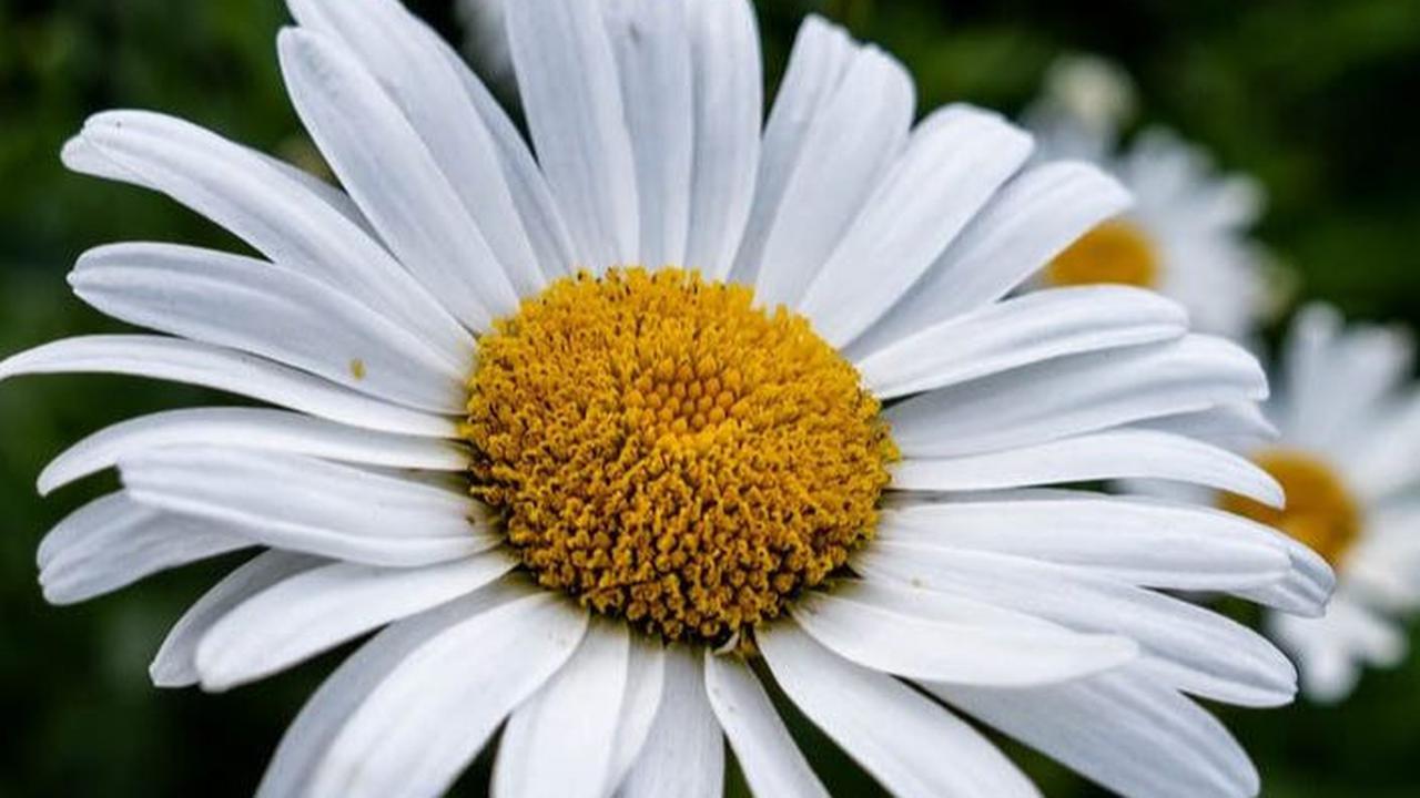 <b>2. Bunga Chamomile</b>