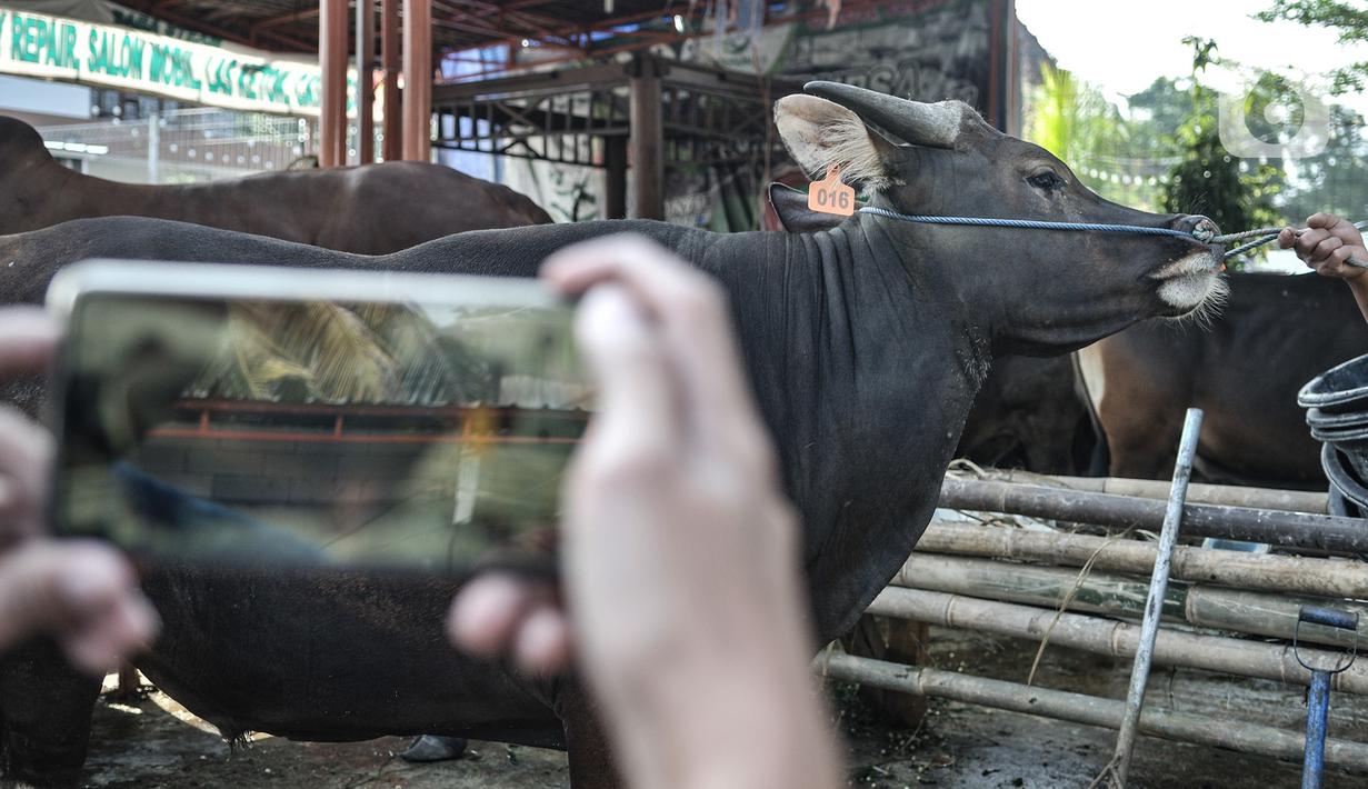 FOTO: Geliat Pasar Hewan Kurban Virtual di Tengah Pandemi - News