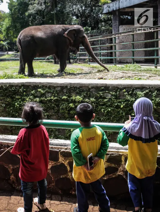 Sejumlah anak TK melihat gajah di Taman Marga Satwa Ragunan, Jakarta, Kamis (13/12). Kegiatan tersebut untuk mengajarkan anak-anak untuk lebih mengenal binatang-binatang. (Liputan6.com/Faizal Fanani)