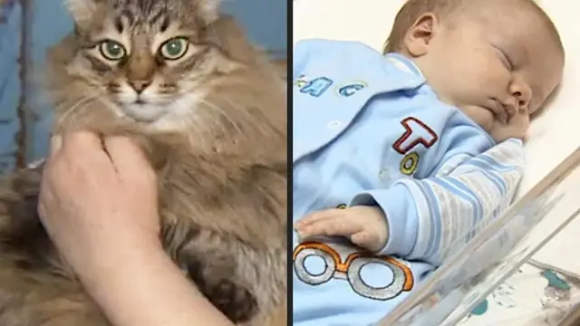 Masha, Kucing Menggemaskan yang Selamatkan Nyawa Bayi - Citizen6 ...