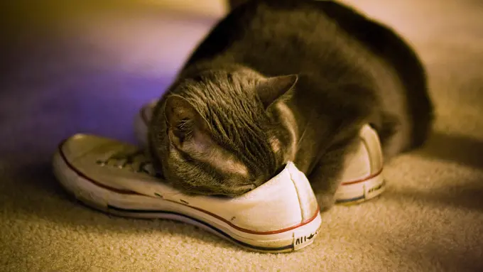 Sepatu Kamu Bau Busuk? Atasi dengan Cara Ini