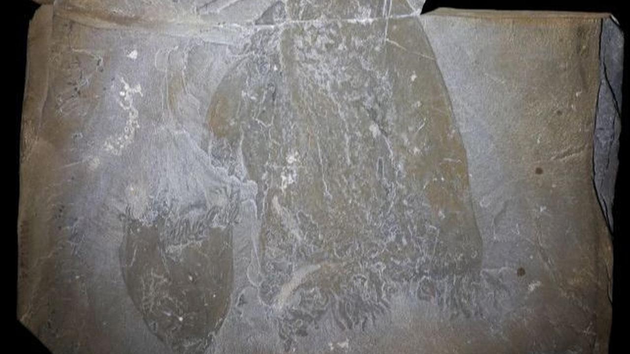 Burgess Shale di Kanada adalah lagerstätte terkenal di mana ditemukan banyak fosil hewan lunak dari periode Cambrian. 

Ubur-ubur, yang termasuk dalam filum Cnidaria. Cnidaria dari varietas polip ini ditemukan di lapisan fosil yang berusia 560 juta tah
