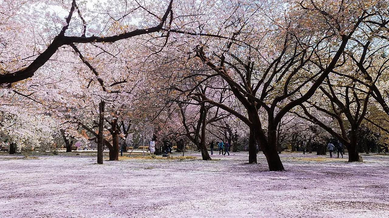 1. Shinjuku Gyoen adalah taman seluas 58,3 hektar yang membentang dari Shibuya sampai Shinjuku.