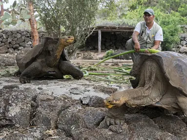 Petugas memberi makan kura-kura raksasa Galapagos di Taman Nasional Galapagos, Ekuador, 12 September 2017. Spesies kura-kura raksasa dari Pulau Floreana yang diperkirakan telah punah 150 tahun silam akan dikembangbiakkan di penangkaran. (AFP Photo)