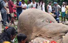 FOTO: Tinggalkan Hutan Buat Cari Makan, Induk Gajah dan Dua Anaknya Tewas Tersetrum Listrik di India