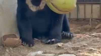 Beruang Madu Kecil Itu Kini Menanti Jalan Pulang
