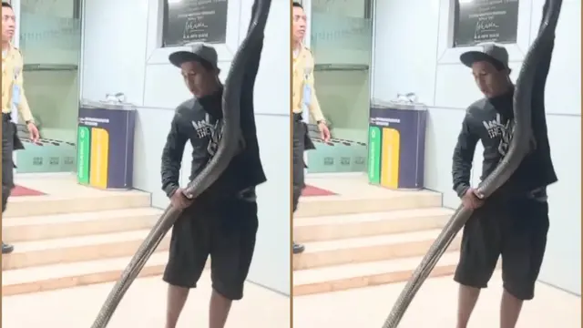 King Kobra Masuk ke Dalam Kantor BRIN di Tangsel