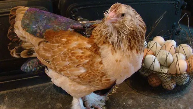 Popok Ayam