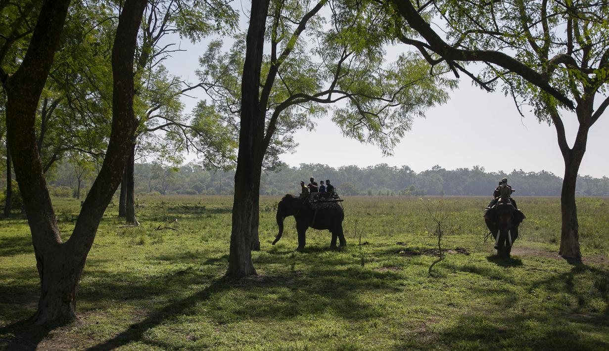 Turis menunggangi gajah di suaka margasatwa Pobitora, pinggiran Gauhati, India, Selasa (10/11/2020). Suaka yang terkenal dengan populasi badak bercula satu di India tersebut dibuka kembali untuk wisatawan setelah ditutup selama lebih dari 6 bulan akibat pandemi corona. (AP Photo/Anupam Nath)