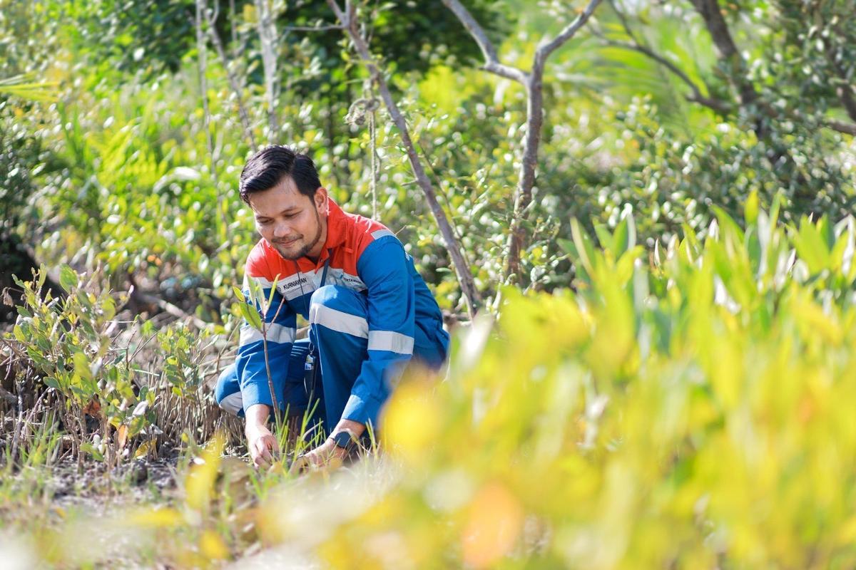 Pertamina Kembangkan Kawasan Mangrove dan Pengelolaan Sampah di Kamal Muara