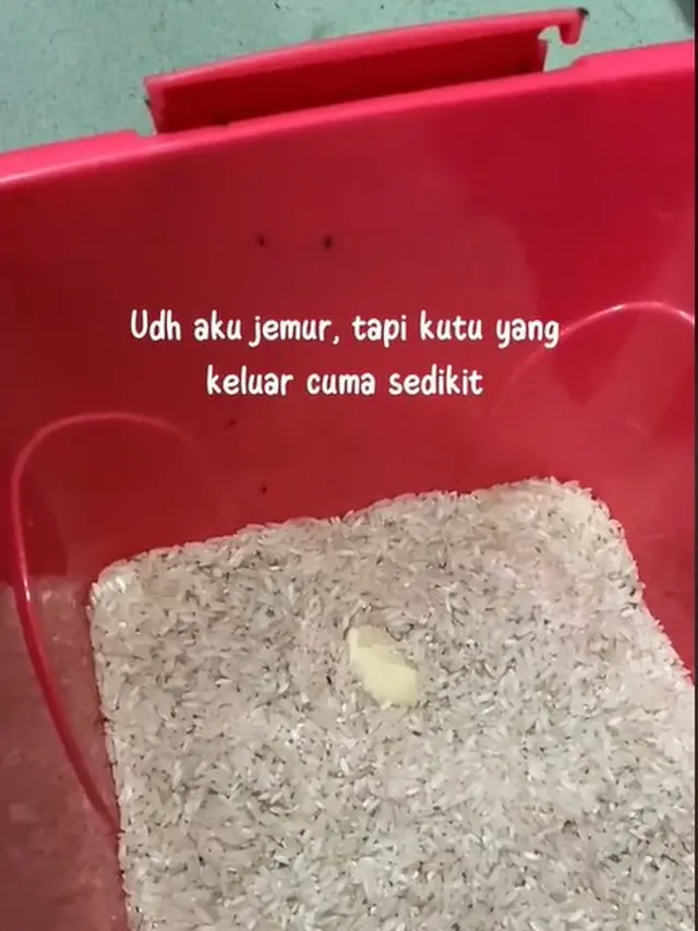 Tanpa Cabai Apalagi Cuka, Ini Cara Usir Kutu Beras yang Paling Efektif