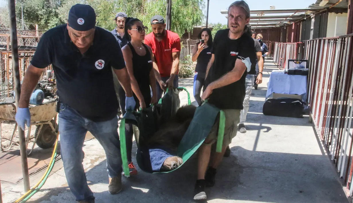 Beruang cokelat Suriah bersiap dipindahkan menuju Amerika Serikat dari kebun binatang, di Tyre, Lebanon, Minggu (18/7/2021). Dua beruang akan direlokasi dari kondisi yang tidak memadai di kebun binatang pribadi Lebanon ke suaka margasatwa di AS sebelum dilepaskan ke alam liar. (Mahmoud ZAYYAT/AFP)