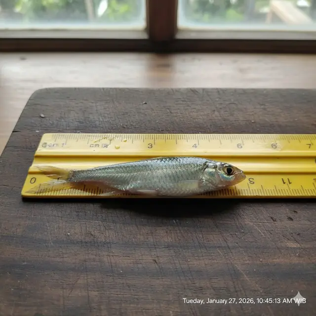 ternak ikan wader