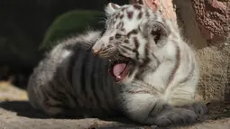 Salah satu dari dua bayi harimau Benggala yang lahir di kebun binatang San Jorge, Meksiko, 28 November 2017. Harimau Benggala ini punya bobot sekitar 200 - 250 kg dengan panjang mencapai tiga meter saat mencapai usia dewasa. (AFP PHOTO / HERIKA MARTINEZ)