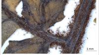 Badan Riset dan Inovasi Nasional (BRIN) menemukan jenis tumbuhan paku (pteridofita) Deparia Stellata di pedalaman hutan Pegunungan Bintang Papua Nugini. (Sumber: brin.go.id)
