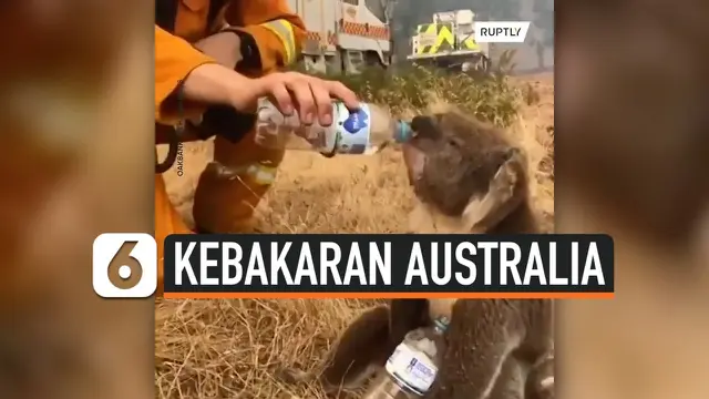 VIDEO: Haru, Pemadam Kebakaran Bantu Koala Beri Minum
