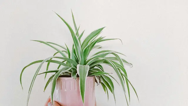 Lili Paris (Spider Plant), 8 Tanaman Hias Penyerap Lembap di Rumah, Cegah Jamur Tanpa Dehumidifier