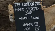 Seekor singa betina berdiri di samping papan penghitungan selama sensus hewan tahunan di London Zoo, 7 Februari 2018. Penghitungan semua binatang ini memerlukan waktu sekitar seminggu dan merupakan persyaratan untuk izin kebun binatang. (AP/Matt Dunham)