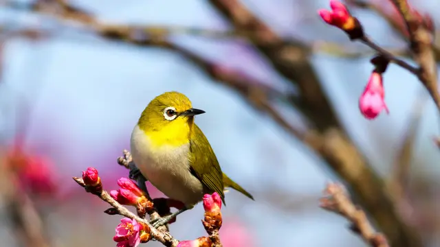 Jalan Menuju Wisata Birdwatching yang Lebih Berkembang