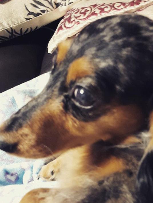 Anjing milik personel SHINee, Jonghyun yang bernama Roo berbaring diatas sofa. Jonghyun SHINee dinyatakan meninggal dunia di sebuah apartemen di kawasan Gangnam Gu, Cheongdamdong, Seoul, Korea Selatan. (instagram/jonghyun.948)