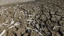 Sejumlah ikan mati akibat kekeringan yang melanda sungai Pilcomayo, Boqueron, perbatasan Paraguay dan Argentina, (3/7). Daerah ini sedang menghadapi musim kekeringan terburuk dalam dua dekade terakhir. (REUTERS / Jorge Adorno)