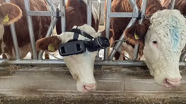 Kacamata Virtual Pada Sapi