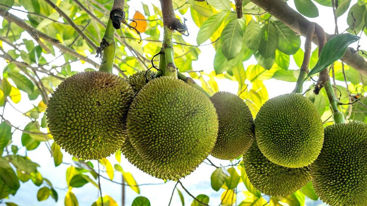 Tips Mengolah Buah Sukun untuk Penderita Diabetes, Pilihan Makanan Aman dan Sehat