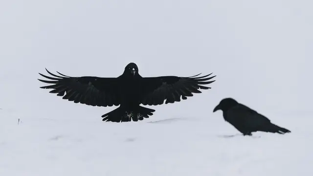 Raven Zodiac in Different Cultures