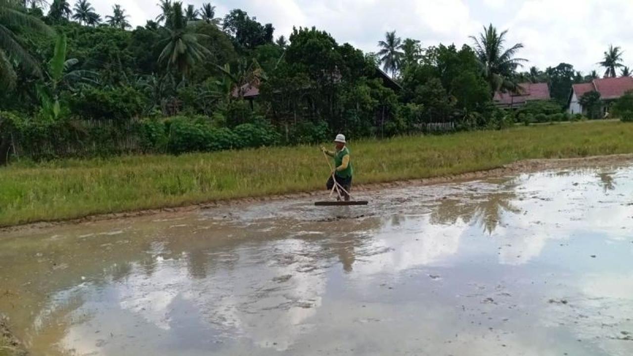 NTP Kaltim November 2025 Capai 148,33: Petani Kalimantan Timur Tetap Sejahtera