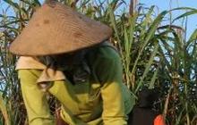 Ternyata Ini Penyebab Produksi Gula Indonesia Kalah Saing dari Brazil