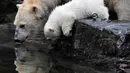 Bayi beruang kutub dan ibunya yang bernama Tonja meminum air dalam kandang mereka di Kebun Binatang Tierpark, Berlin, Jerman, Jumat (15/3). Belum ada nama yang disematkan kepada bayi beruang kutub tersebut. (John MACDOUGALL/AFP)