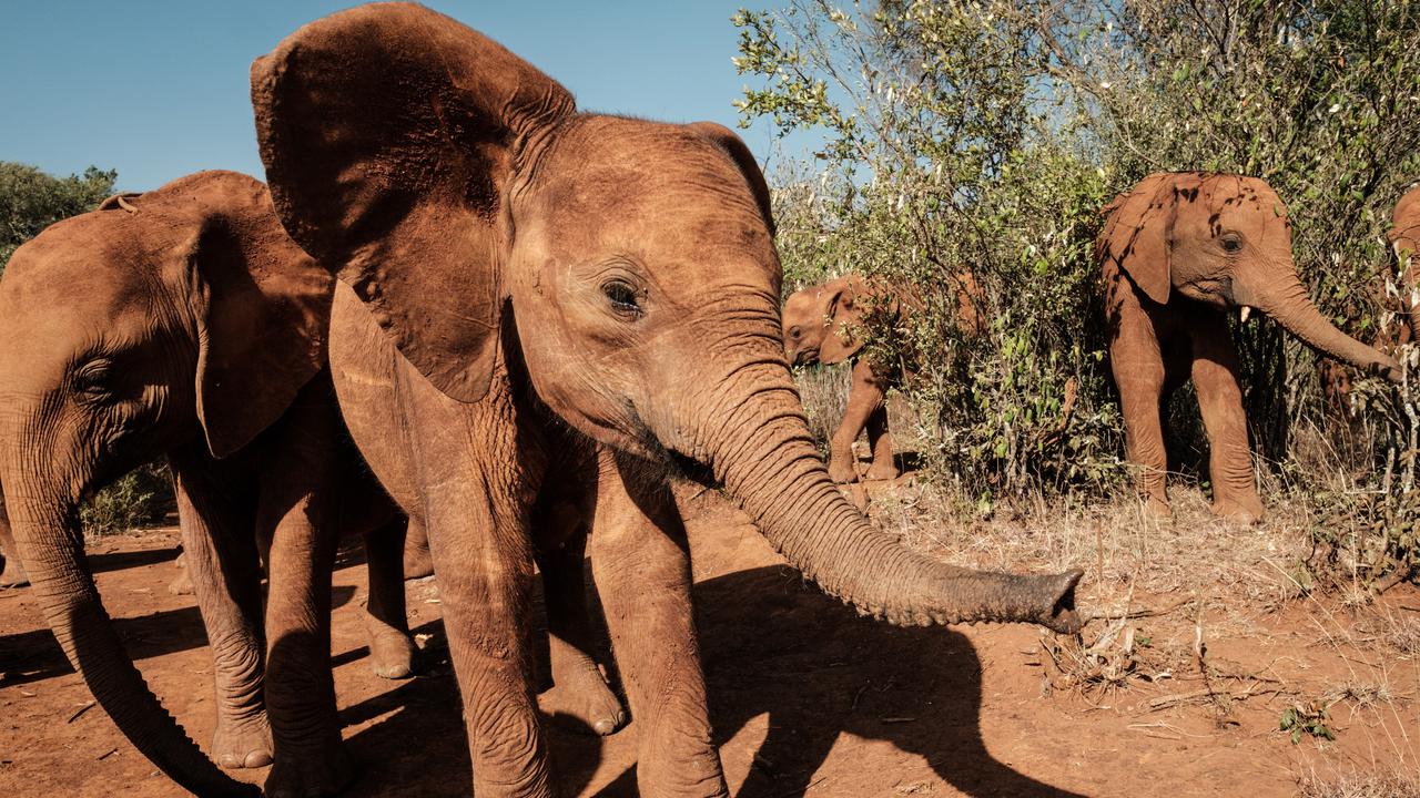 Panti Asuhan Gajah di Kenya