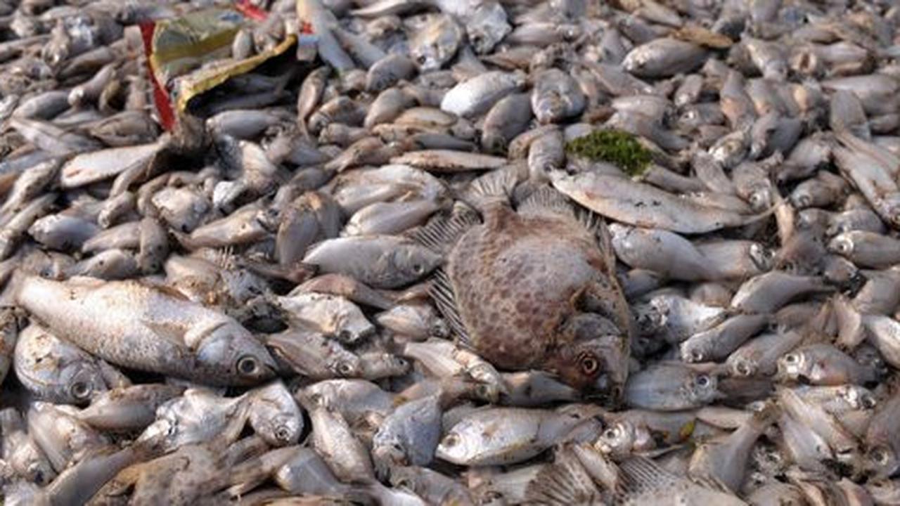 Cegah lingkungan tercemar, bangkai ikan di Ancol dibakar & dikubur