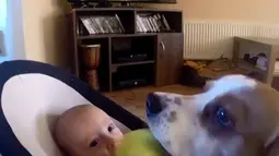 Untuk menghentikan tangis sang bayi. Anjing ini membawakan bola tenis kesukaan sang bayi (Youtube.com)