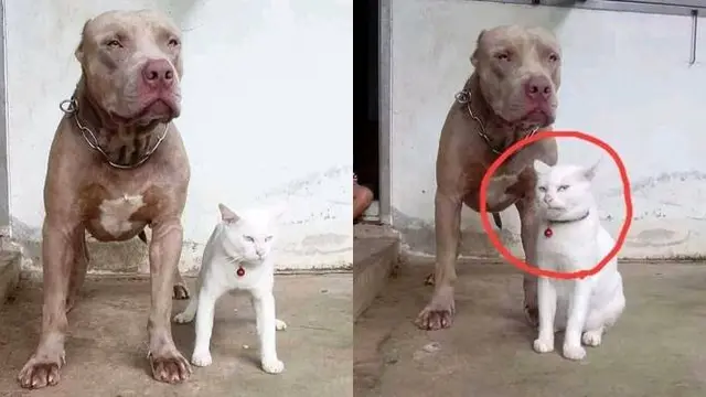 7 Kelakuan Nyeleneh Kucing Salah Pergaulan Ini Bikin Heran